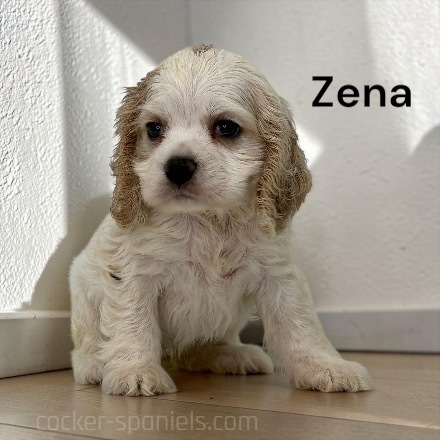puppy, for, sale, Cocker Spaniel, Joe & Cherri  Overlease, dog, breeder, Miller, MO, dog-breeder, puppy-for-sale, forsale, nearby, find, puppyfind, locator, puppylocator, aca